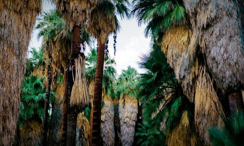 micro guide 24 hours in palm springs