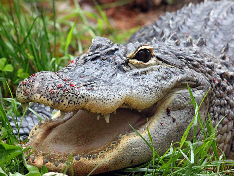 Alligator