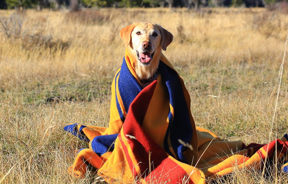 Pendleton Limited Edition