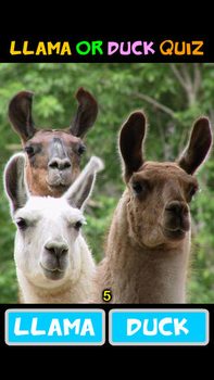 llama duck