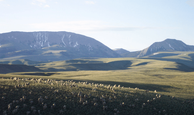 montana
