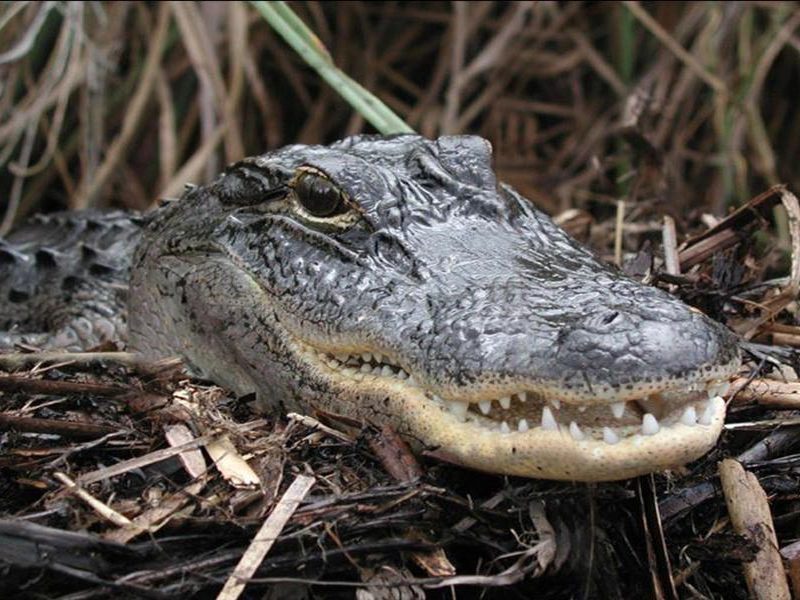 everglades