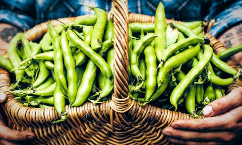 ditch the supermarket forage your next meal practiculture