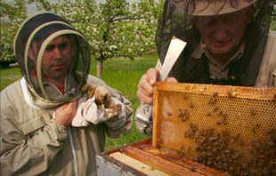 Beekeeper