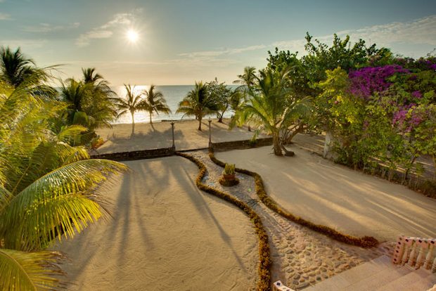 Coconut-row