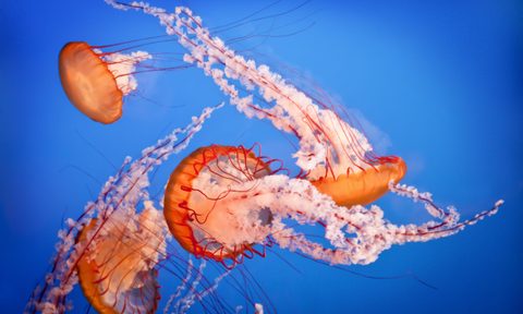 How to Treat Jellyfish Stings