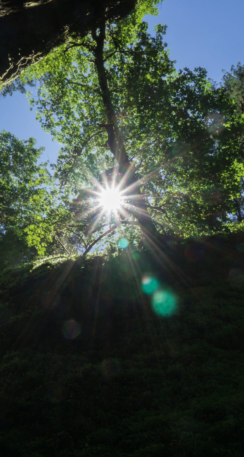 Oneonta Gorge