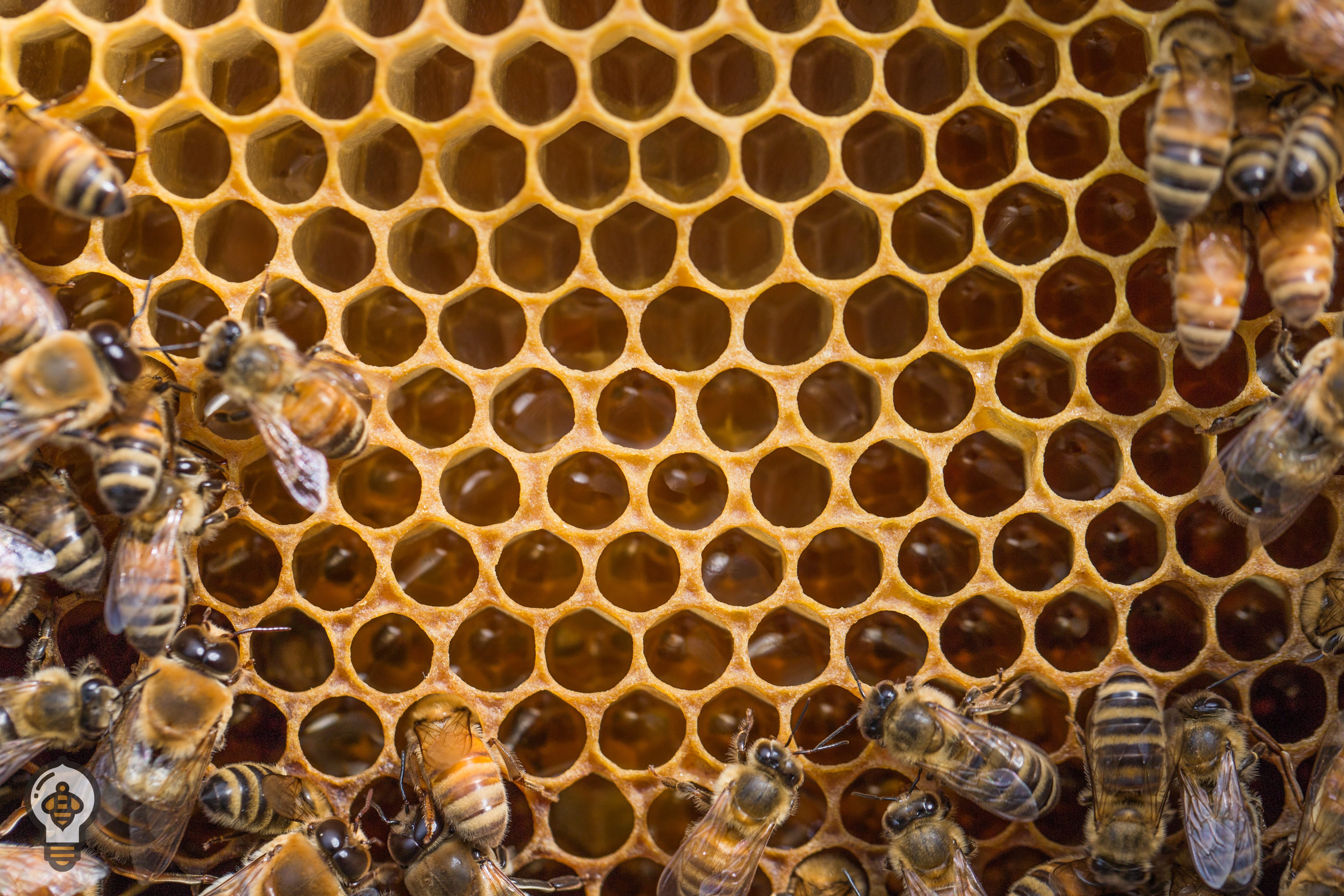 honey comb, bee thinking, bee keeping, mead market