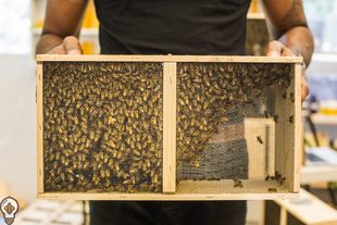 bee keeping, live bees