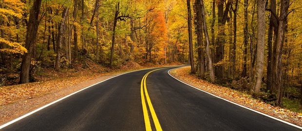 fall foliage