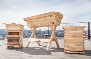 bee keeping, bee thinking, bee hive