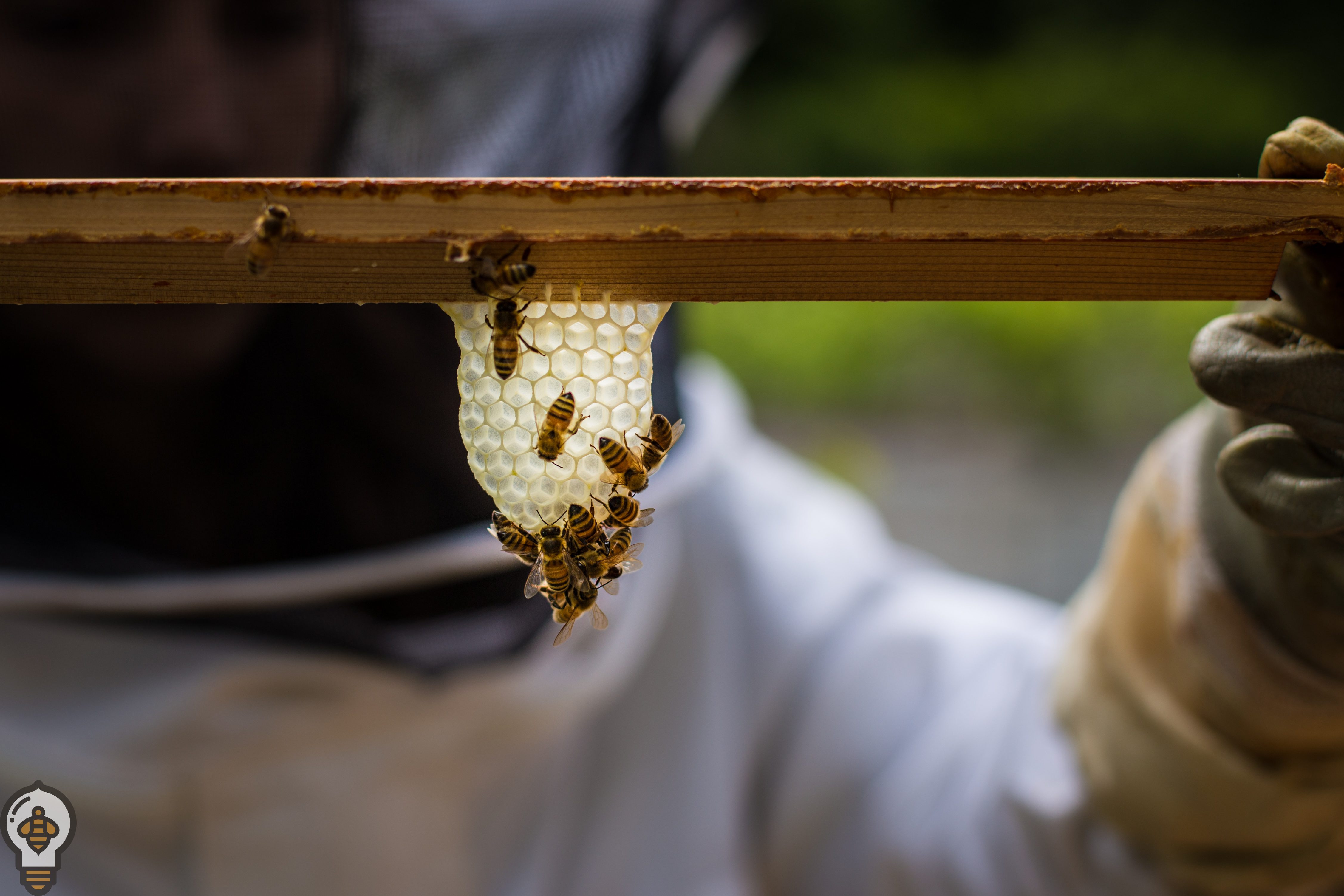 bee keeping honey comb