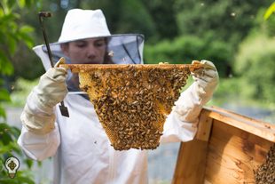 bee keeping