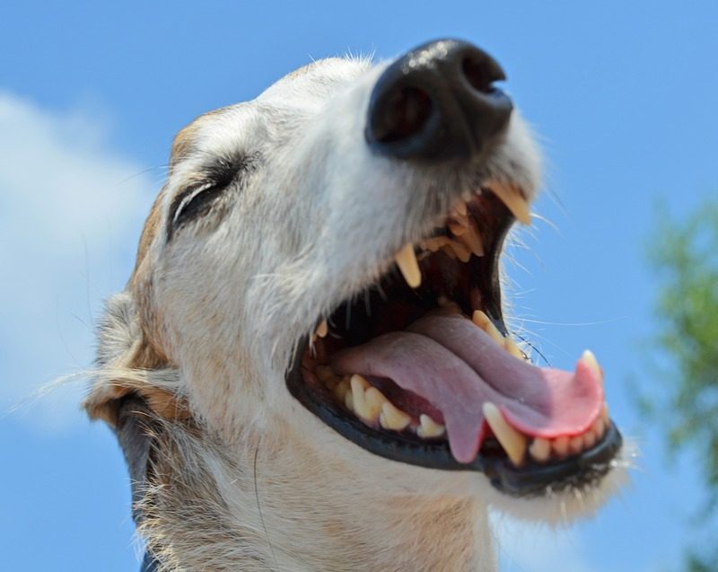 dog-983014_960_720