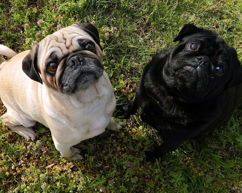 dogs-82799_960_720
