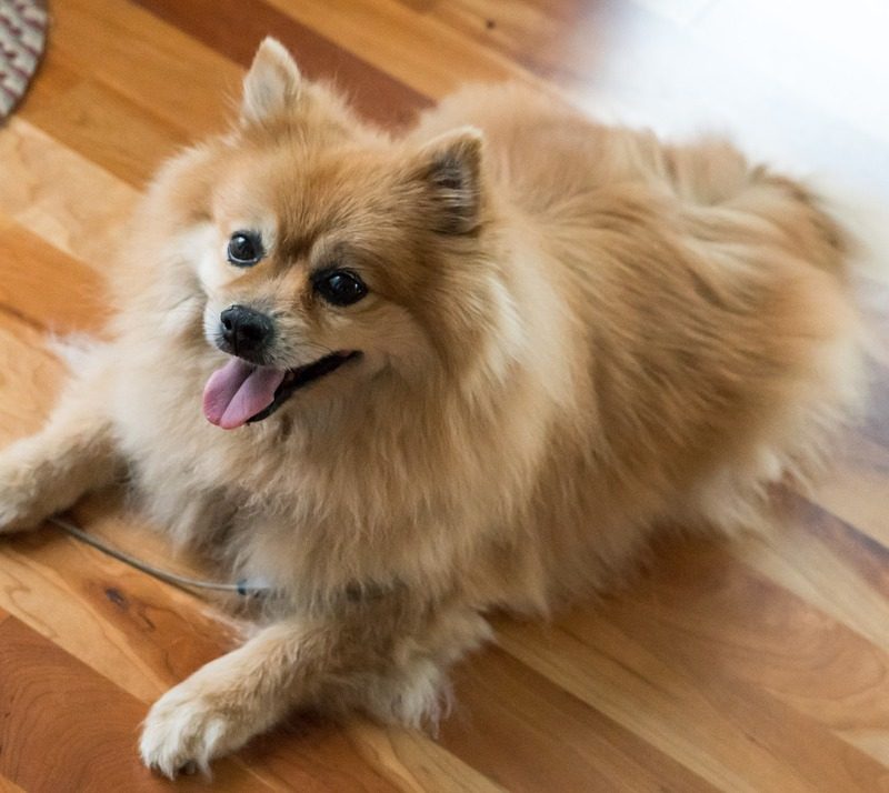 pomeranian-1541800_960_720
