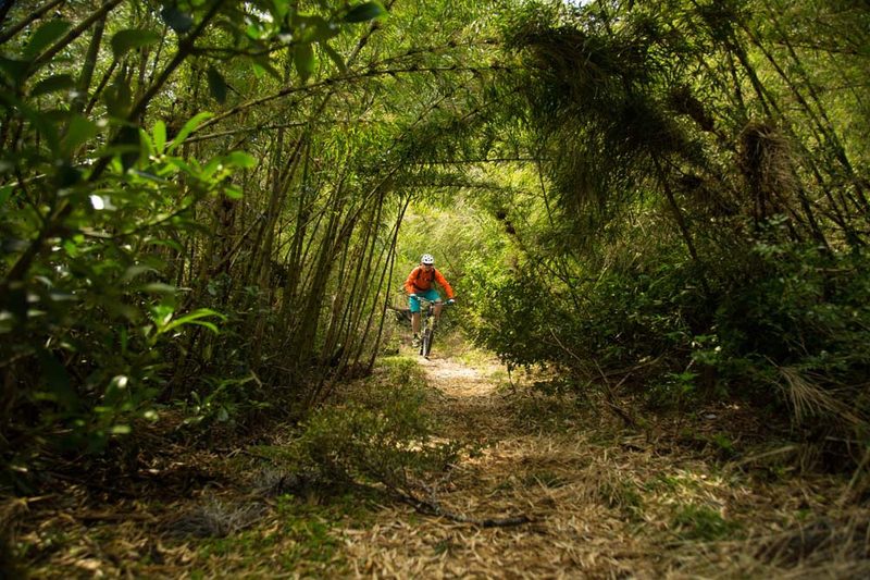 On the Trail of Southern Giants