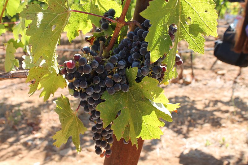 winery-2