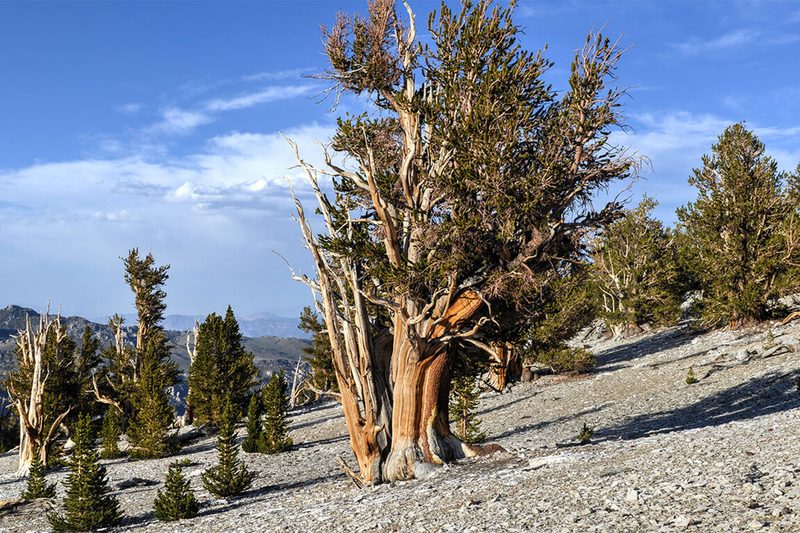 Ancient Bristlecone Forest (Schulman Grove, CA)