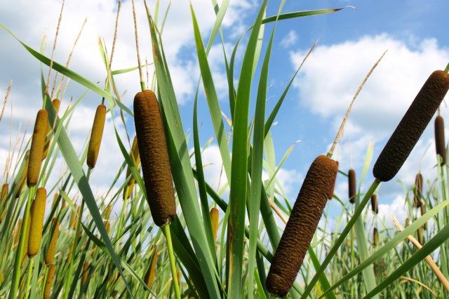 cattail