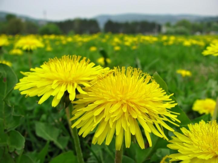 dandelion