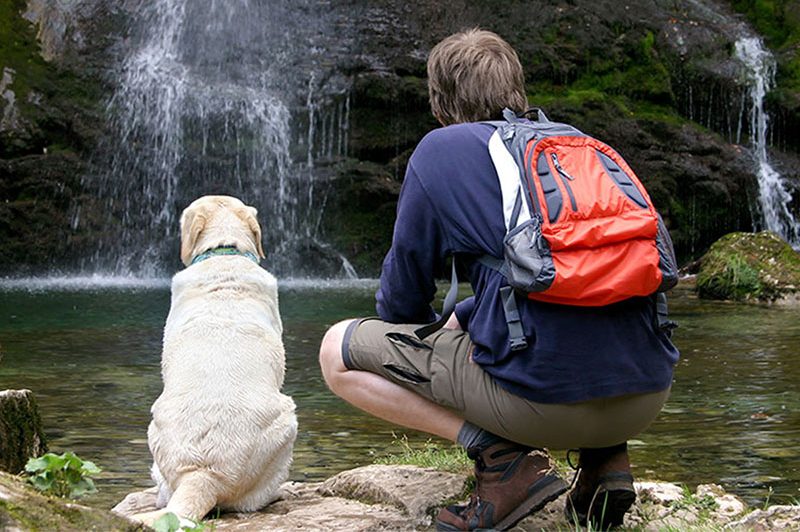 Kauai Dog Loaner Service