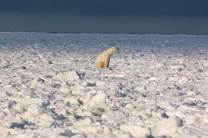 polar-bear-v2-1