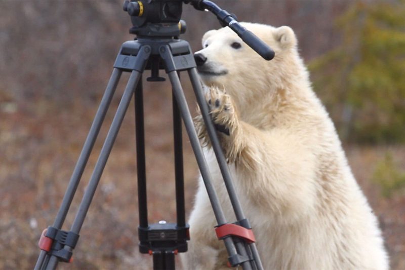 polar-bear-v2-4