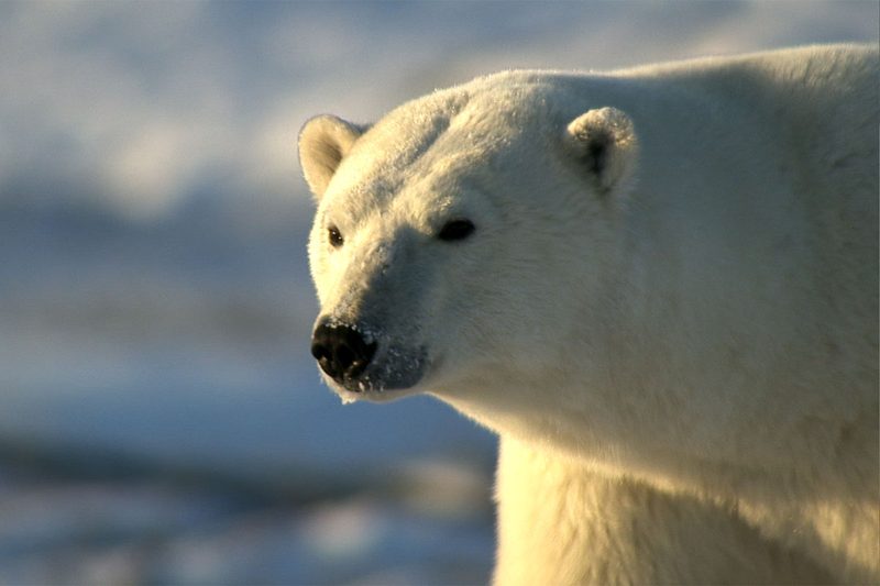 polar-bear-v2-5
