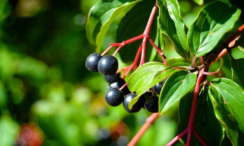 foraging for wild edibles
