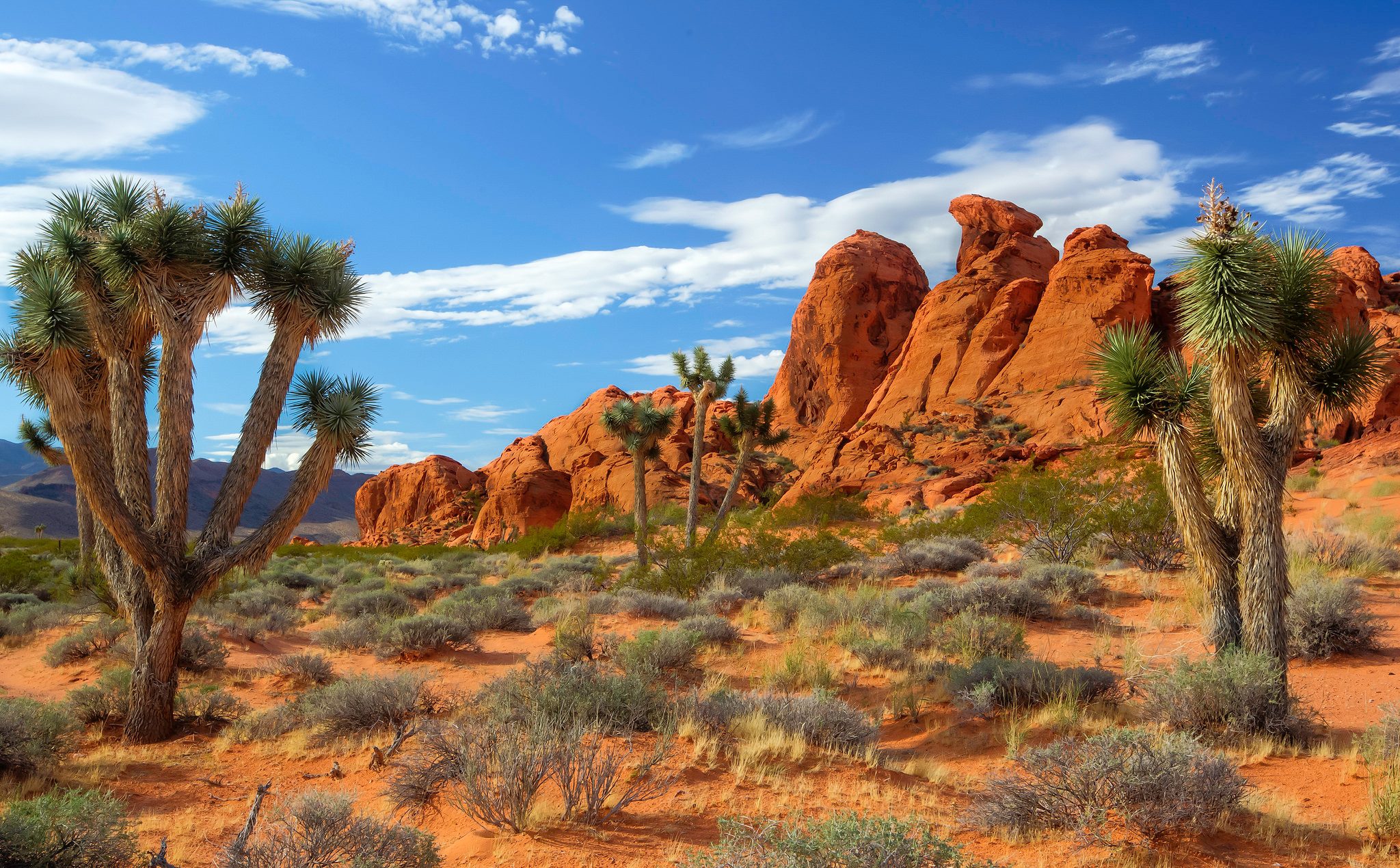 joshua trees gold butte