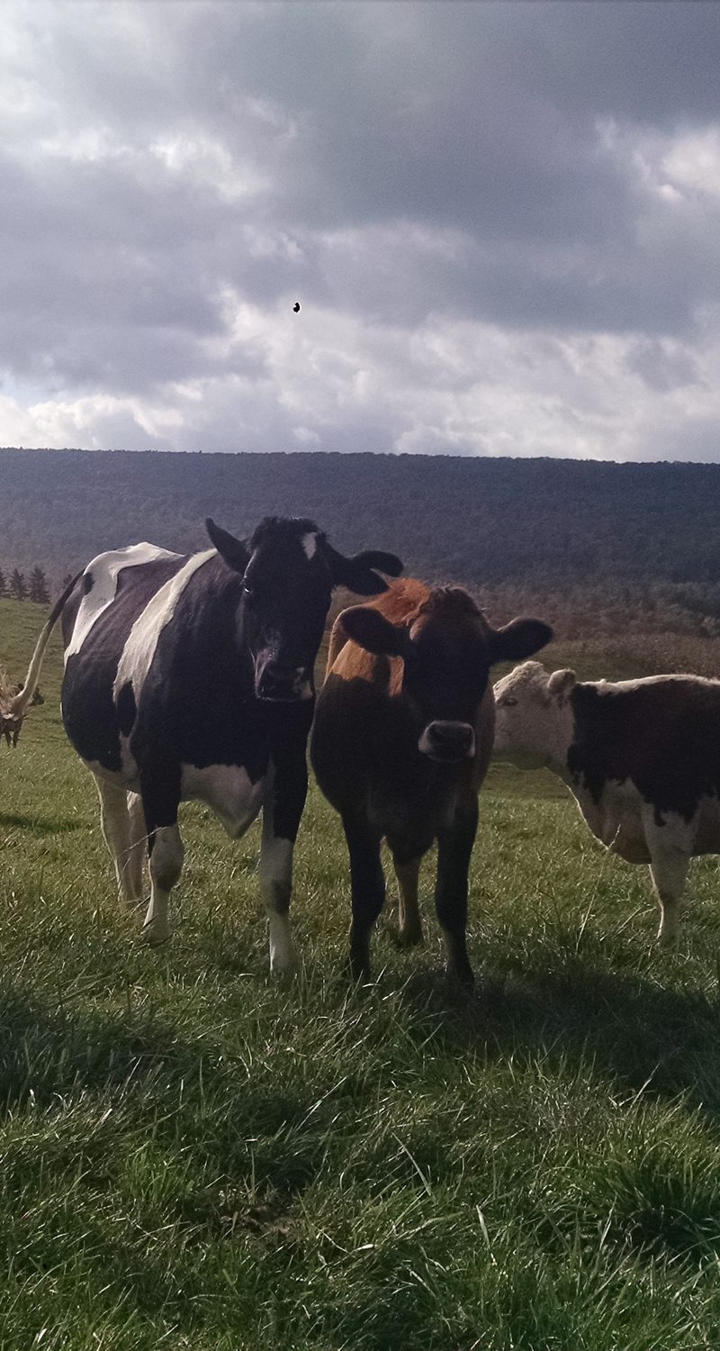 happy valley meat company