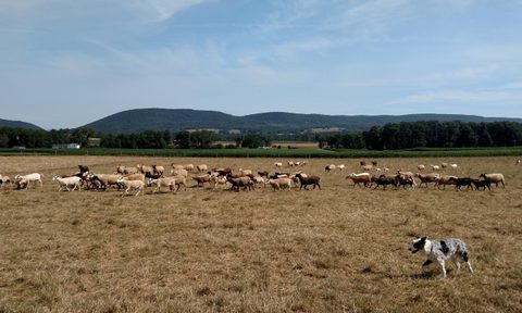 happy valley meat company
