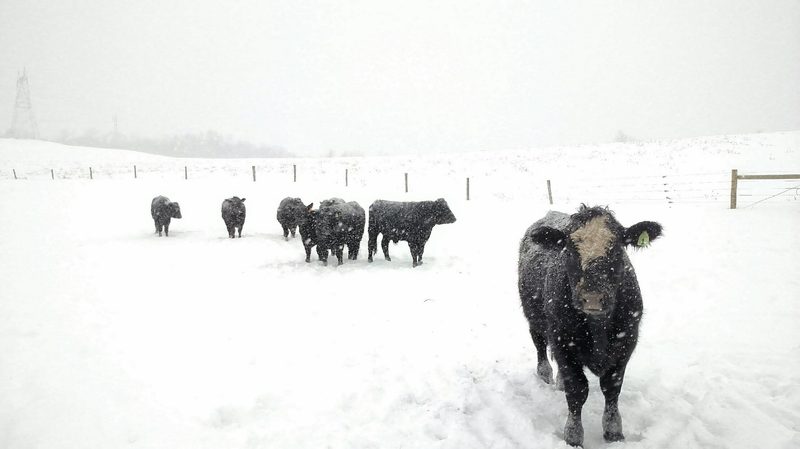 happy valley meat company