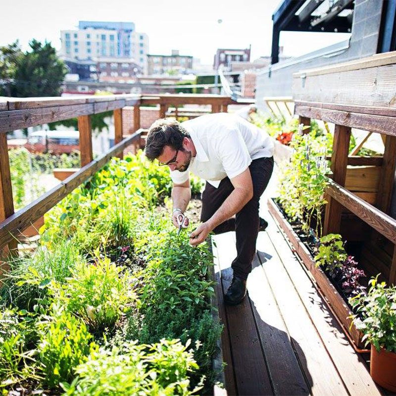 The Dabney roof garden