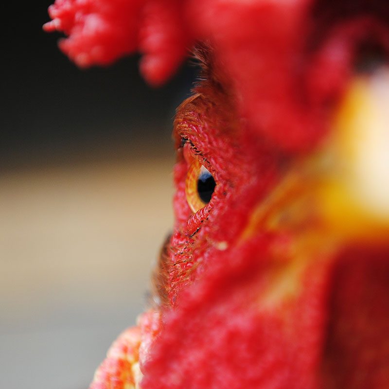 Rooster eye extreme close-up
