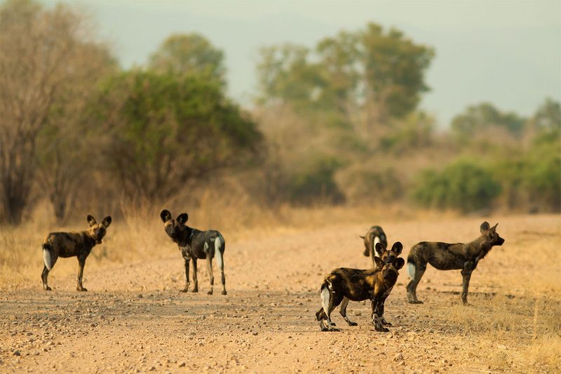 African Wild Dogs (Zululand, South Africa)
