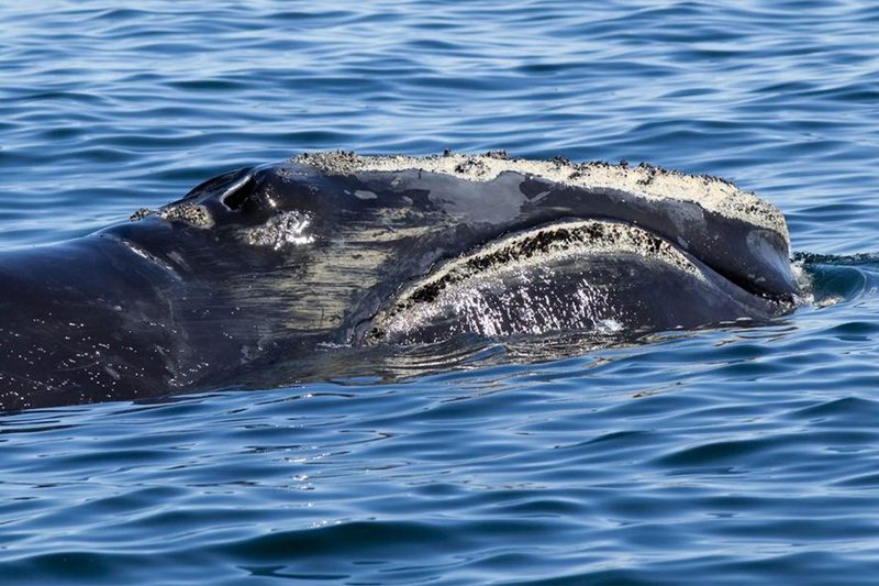 North Atlantic Right Whales