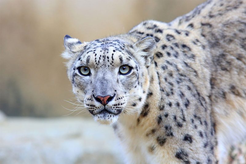 Snow Leopards (Uley Valley, India)