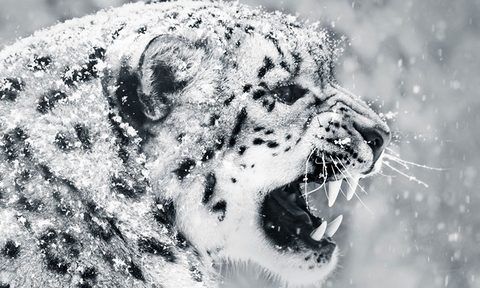 Snow Leopard, elusive wildlife