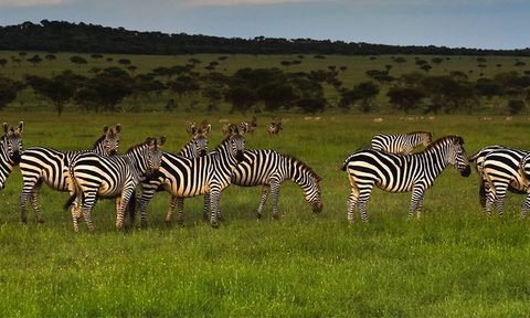 Tanzania