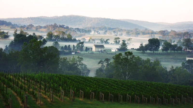 Delaplane-Cellars