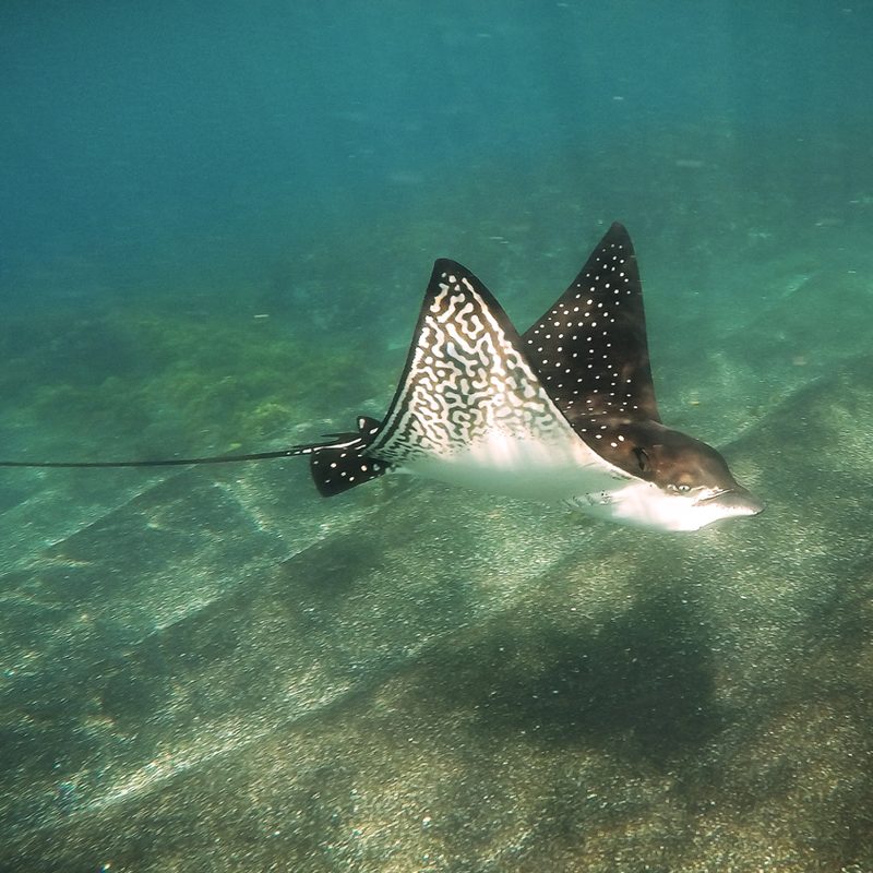 international expeditions galapagos 1