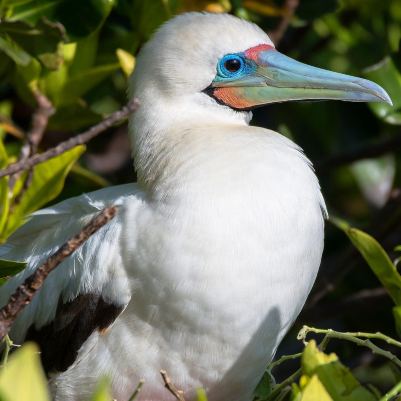international expeditions galapagos 13