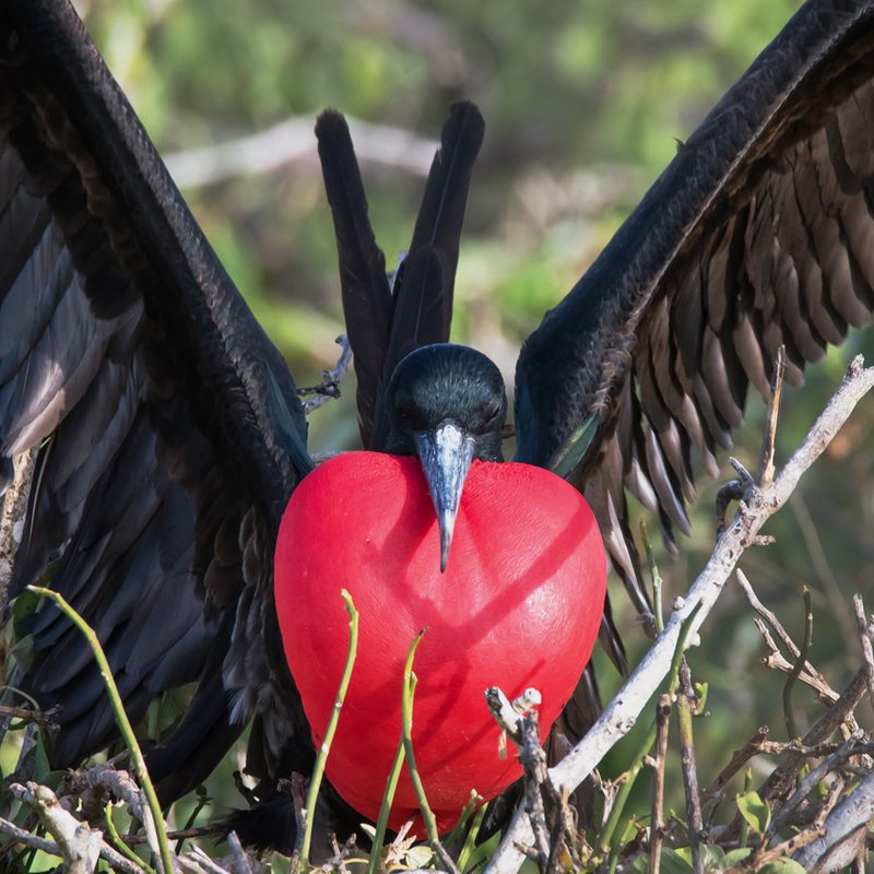 international expeditions galapagos 14