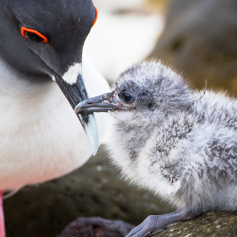international expeditions galapagos 15