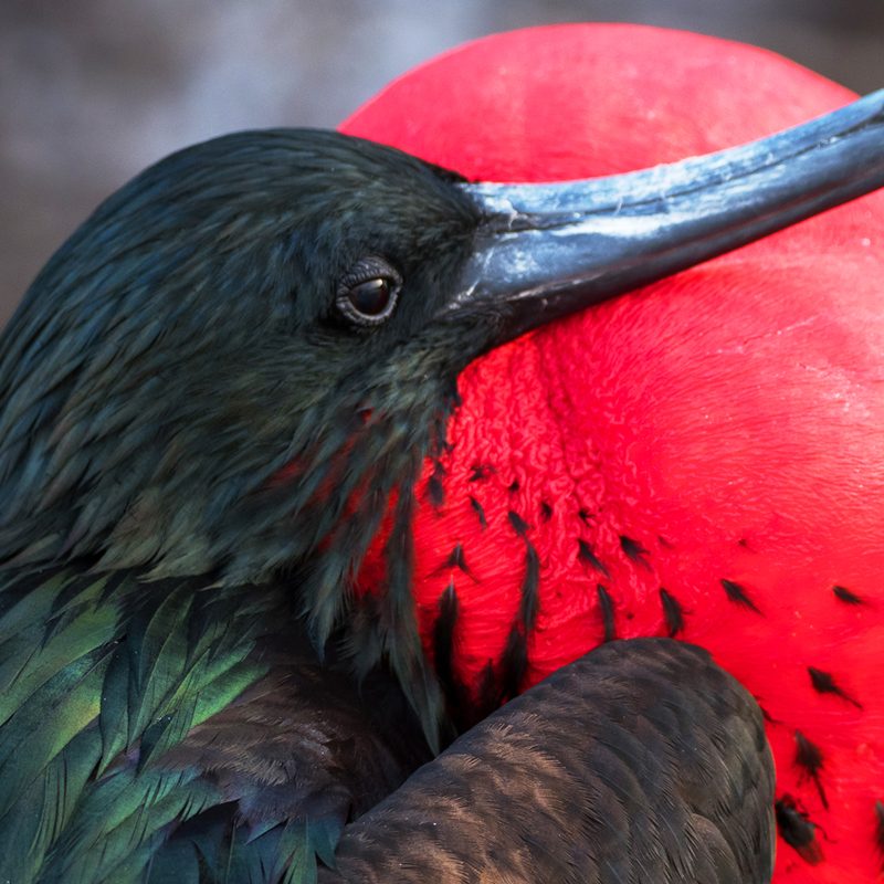 international expeditions galapagos 16
