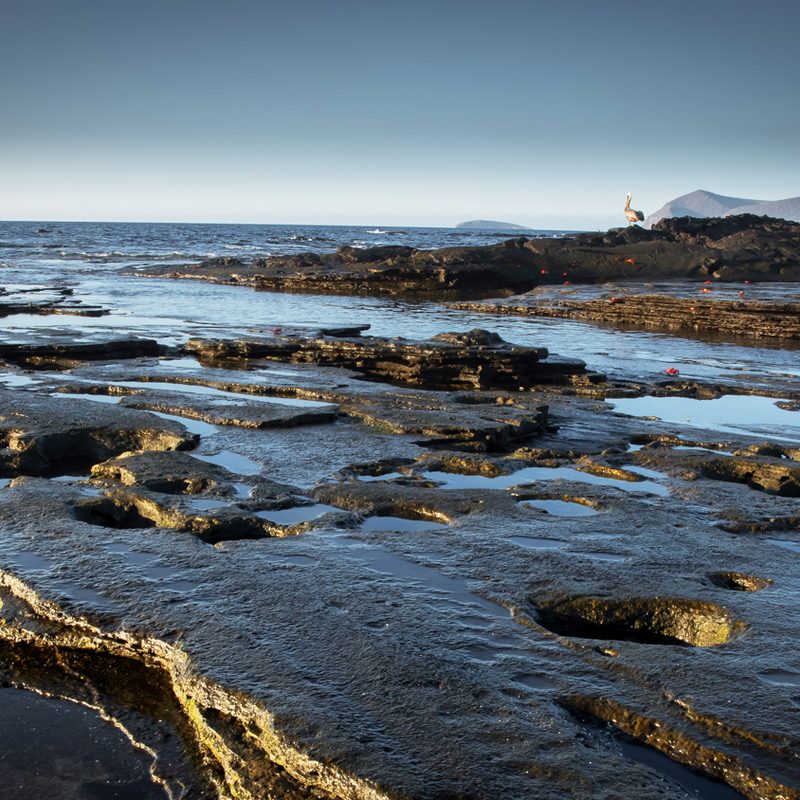international expeditions galapagos 17