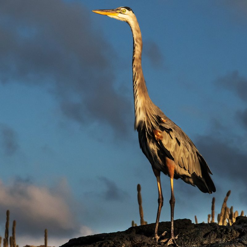 international expeditions galapagos 19