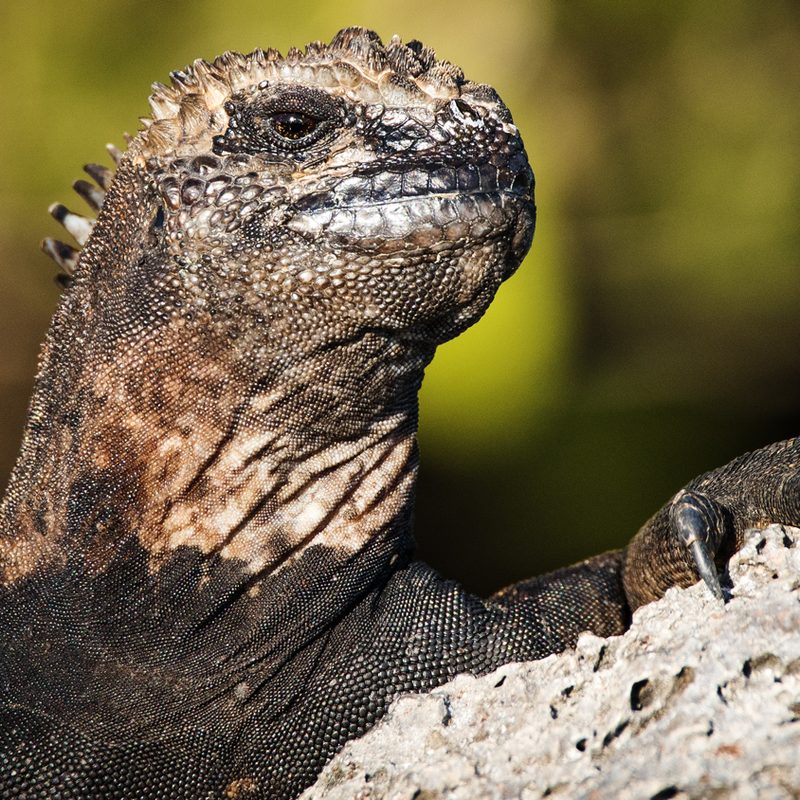 comprehensive guide galapagos islands 25